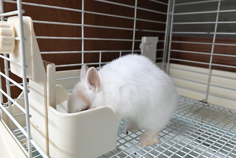 ネザーランドドワーフ No.1372