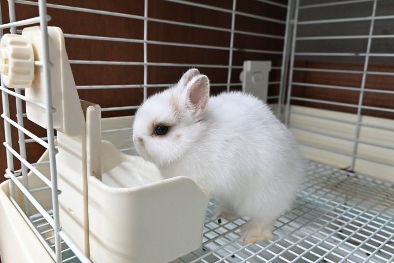 ネザーランドドワーフ No.1372