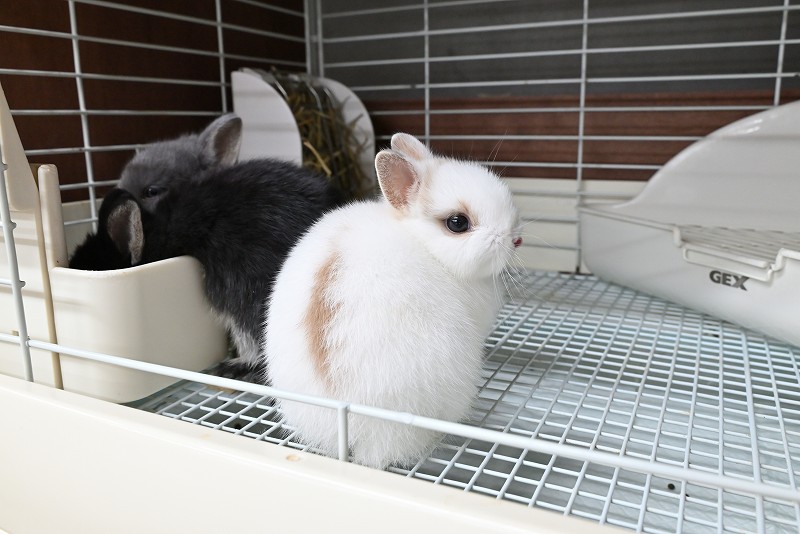 ネザーランドドワーフ No.1372