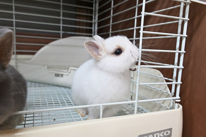 ネザーランドドワーフ No.1372