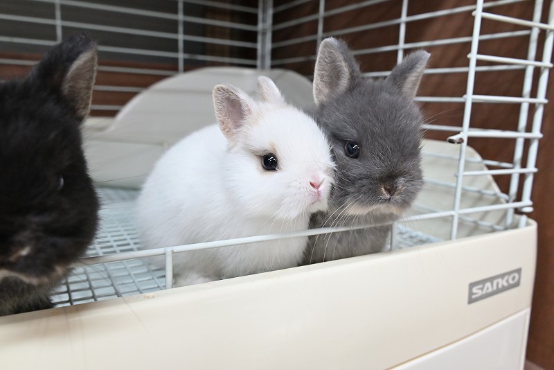 ネザーランドドワーフ No.1372