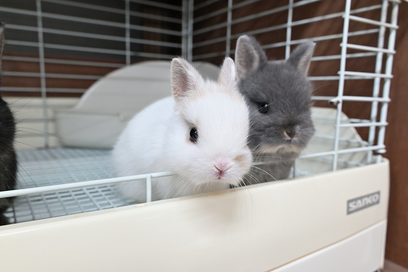 ネザーランドドワーフ No.1372