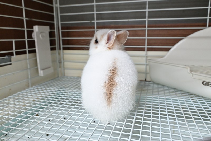 ネザーランドドワーフ No.1372