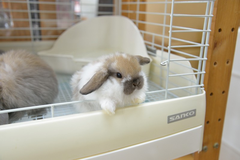 ホーランドロップ No.1288