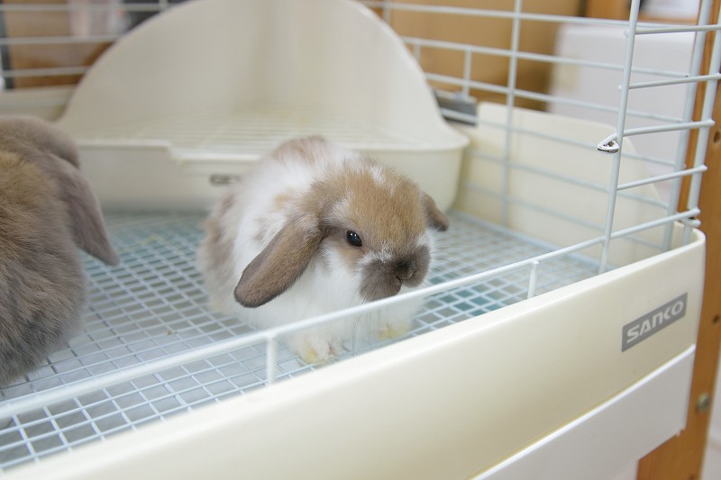 ホーランドロップ No.1288 | うさぎ専門店ラッキーハート- うさぎ専門