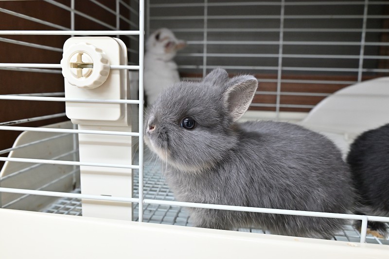 ネザーランドドワーフ No.1373