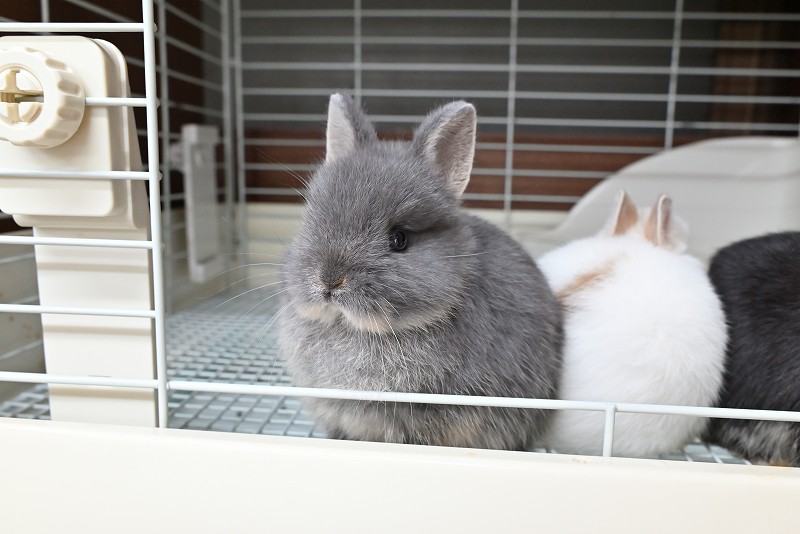 ネザーランドドワーフ No.1373