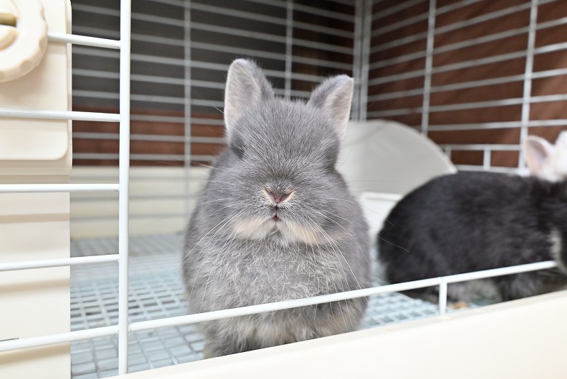 ネザーランドドワーフ No.1373