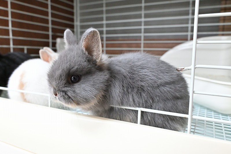 ネザーランドドワーフ No.1373