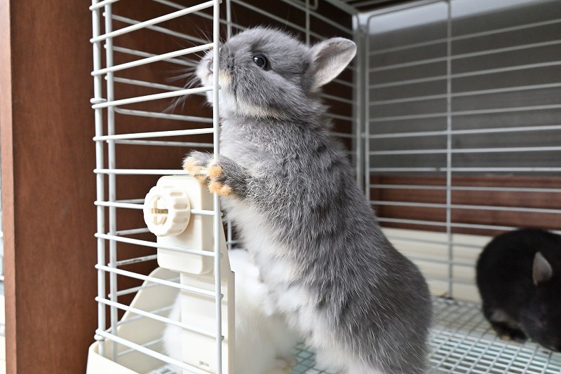 ネザーランドドワーフ No.1373