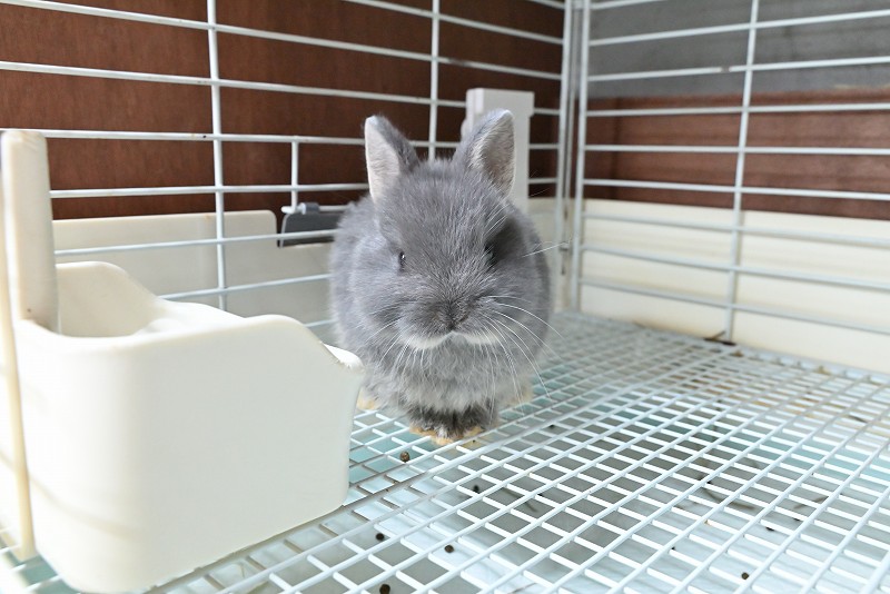 ネザーランドドワーフ No.1373