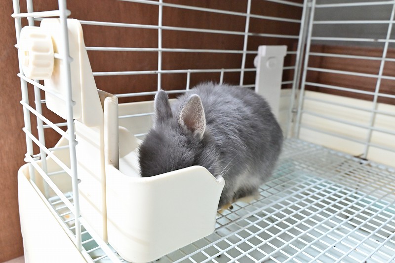 ネザーランドドワーフ No.1373