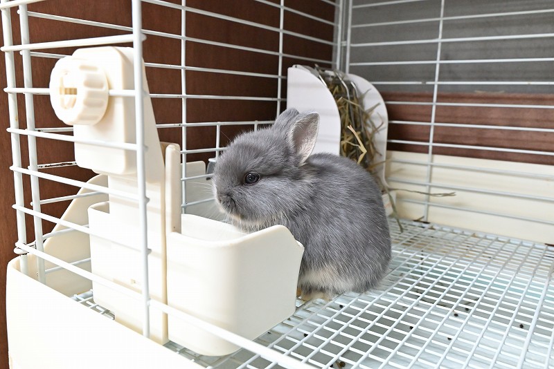 ネザーランドドワーフ No.1373