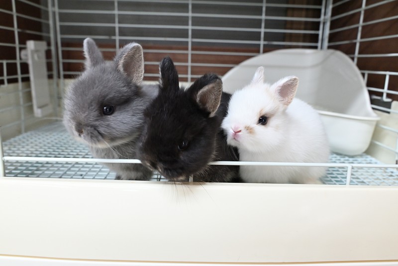 ネザーランドドワーフ No.1373