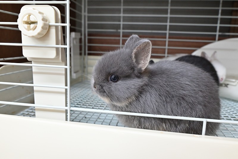 ネザーランドドワーフ No.1373