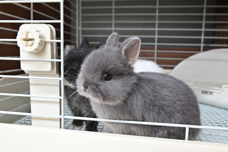 ネザーランドドワーフ No.1373