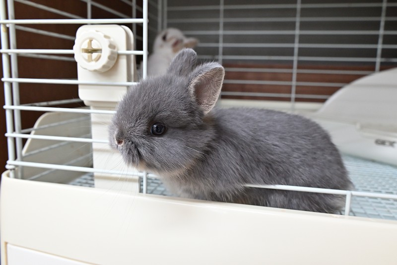 ネザーランドドワーフ No.1373