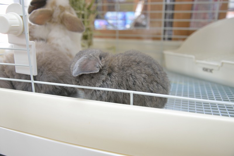 ウサギドロップ ntc_18_08.jpg