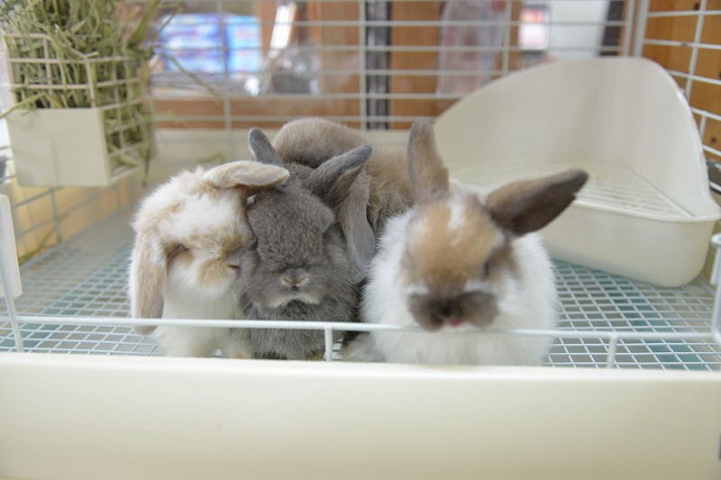 ホーランドロップ No.1300 | うさぎ専門店ラッキーハート