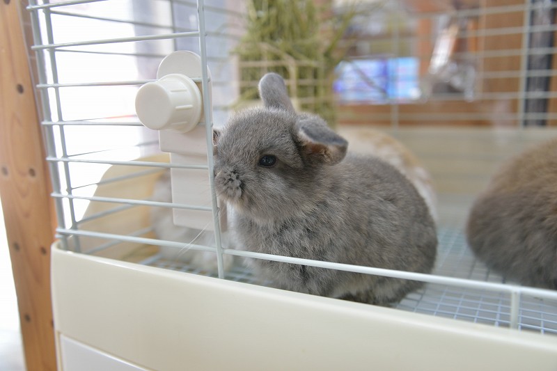 ホーランドロップ No.1300