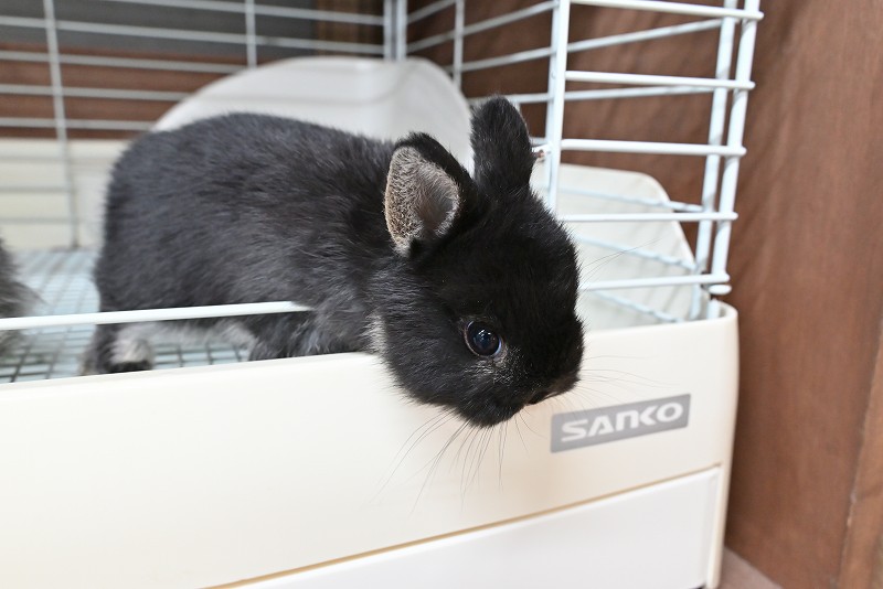 ネザーランドドワーフ No.1375