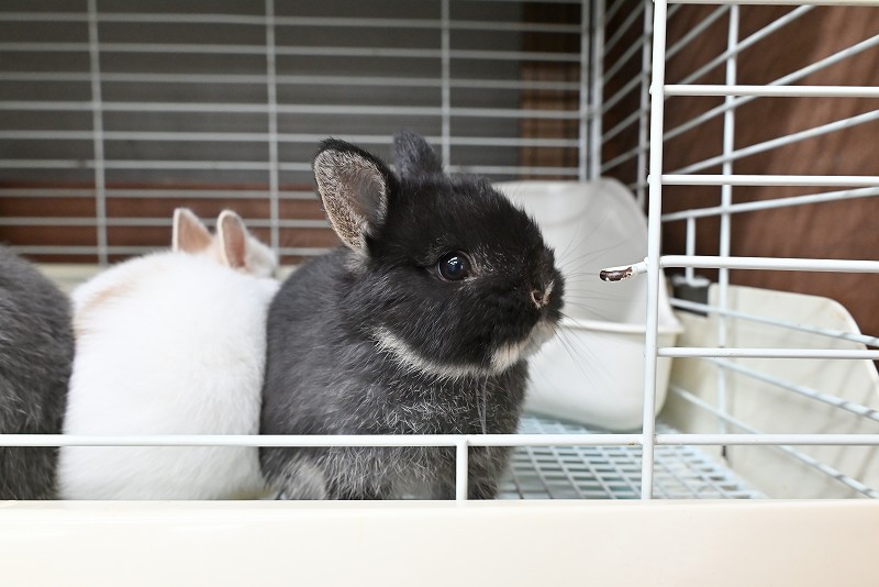 ネザーランドドワーフ No.1375