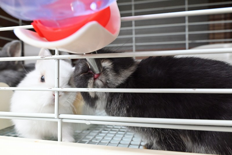 ネザーランドドワーフ No.1375