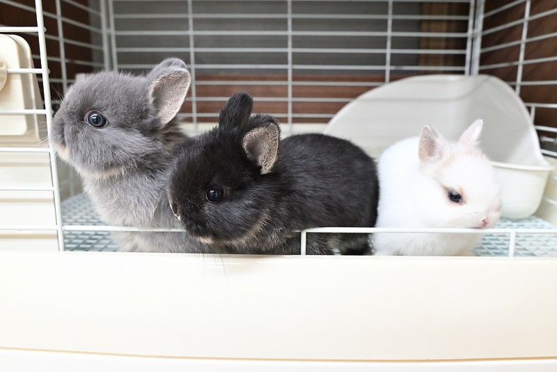 ネザーランドドワーフ No.1375