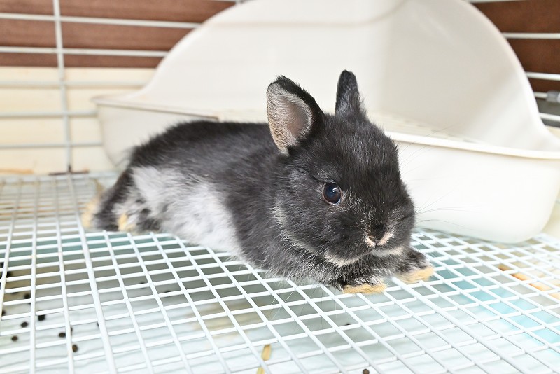 ネザーランドドワーフ No.1375