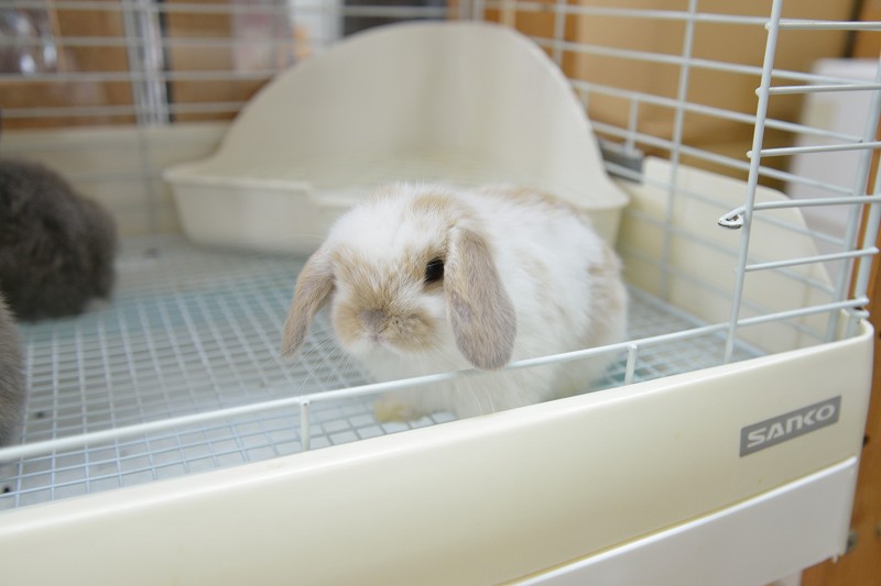 ホーランドロップ No.1301