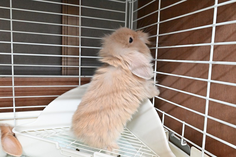 ミックス No.1376