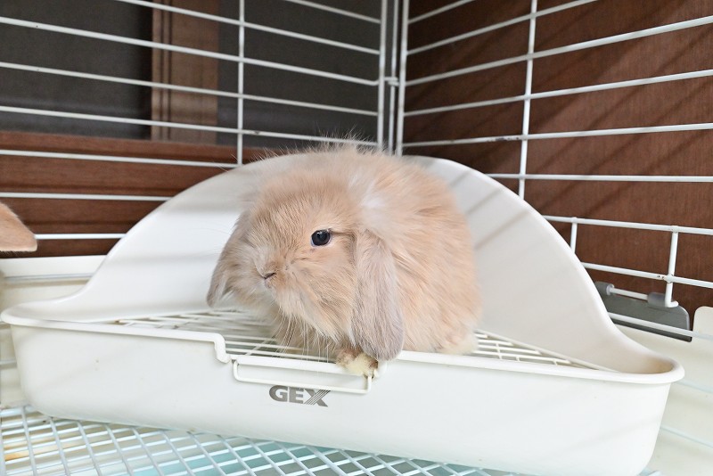 ミックス No.1376