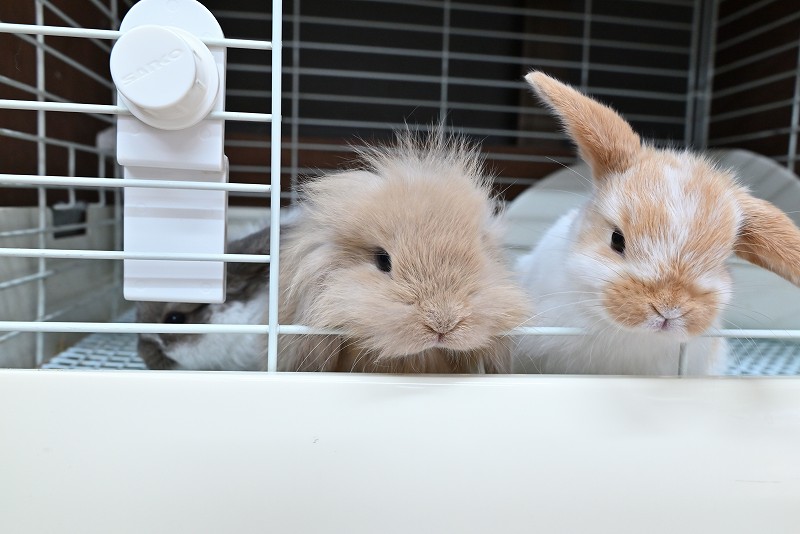 ミックス No.1376