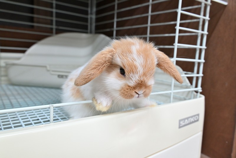 ミックス No.1377