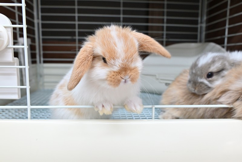 ミックス No.1377