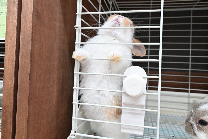 ミックス No.1377