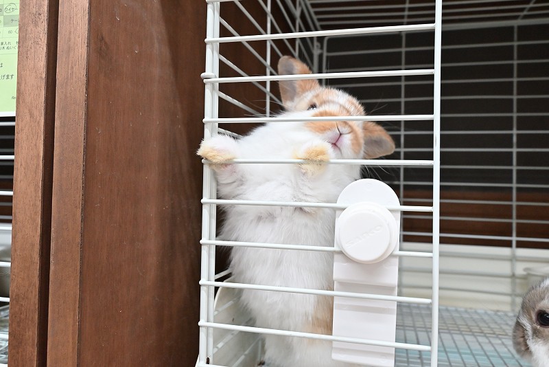 ミックス No.1377