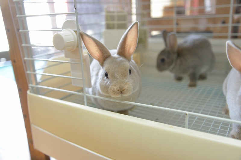 ミニレッキス No.1303 | うさぎ専門店ラッキーハート- うさぎ専門店