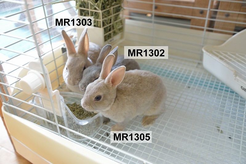 ミニレッキス No.1303 | うさぎ専門店ラッキーハート- うさぎ専門店