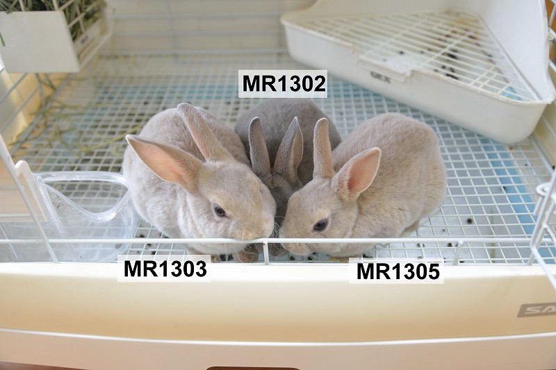 ミニレッキス No.1303 | うさぎ専門店ラッキーハート- うさぎ専門店