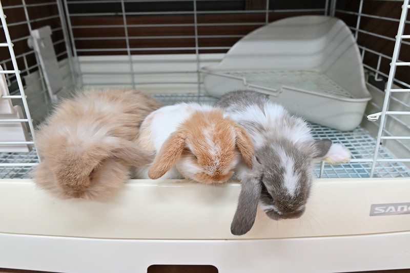 ミックス No.1378