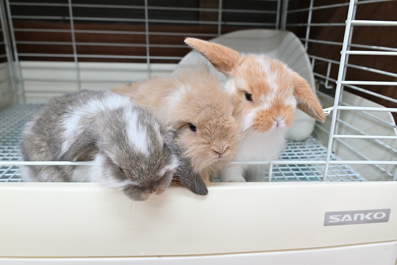 ミックス No.1378