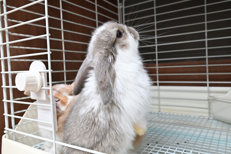 ミックス No.1378