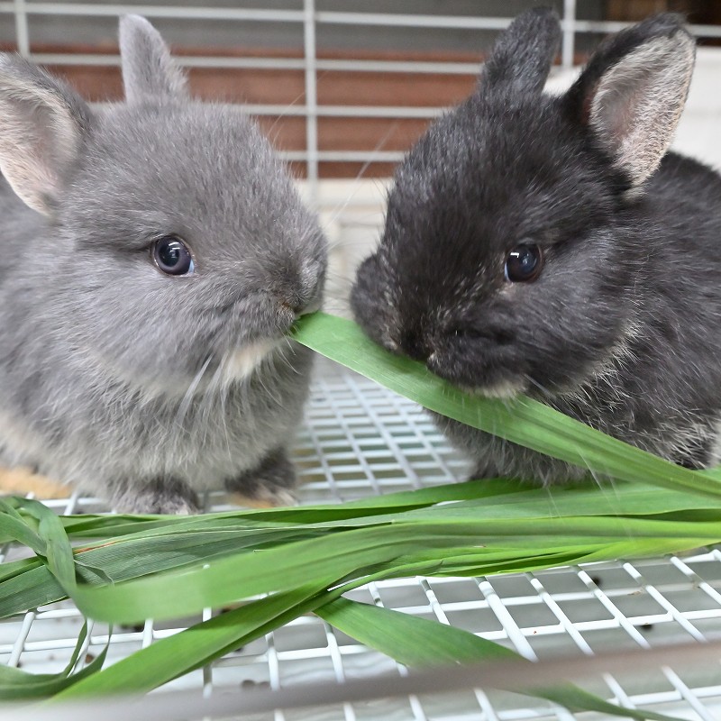 ラビッツ 無農薬栽培 生オーツヘイ 100g ※2025年10月25日~11月下旬の土日のみ店舗限定販売