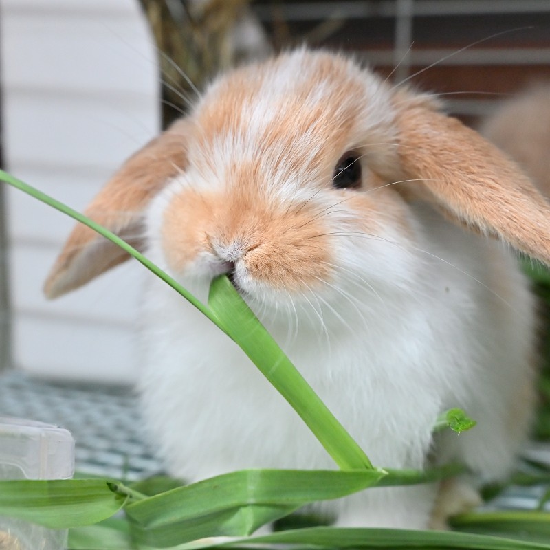 ラビッツ 無農薬栽培 生オーツヘイ 100g ※2025年10月25日~11月下旬の土日のみ店舗限定販売
