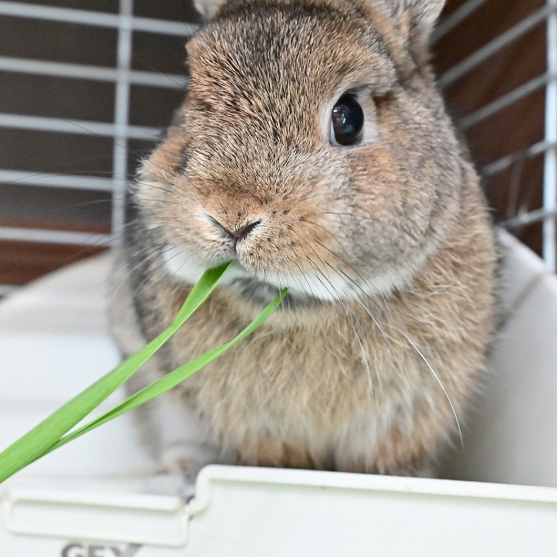 ラビッツ 無農薬栽培 生オーツヘイ 100g ※2025年10月25日~11月下旬の土日のみ店舗限定販売