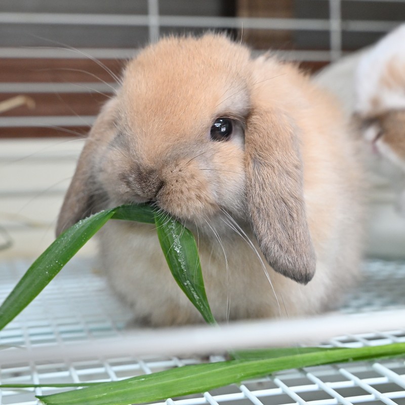 ラビッツ 無農薬栽培 生オーツヘイ 100g ※2025年10月25日~11月下旬の土日のみ店舗限定販売