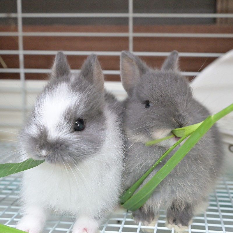 ラビッツ 無農薬栽培 生オーツヘイ 100g ※2025年10月25日~11月下旬の土日のみ店舗限定販売