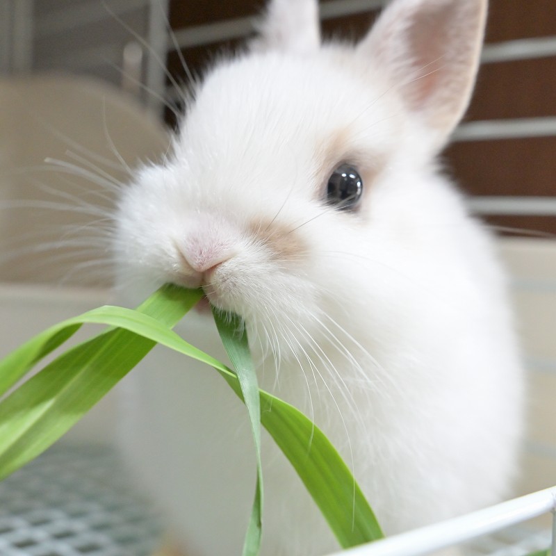 ラビッツ 無農薬栽培 生オーツヘイ 100g ※2025年10月25日~11月下旬の土日のみ店舗限定販売
