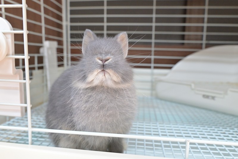 ネザーランドドワーフ No.1380 | うさぎ専門店ラッキーハート- うさぎ